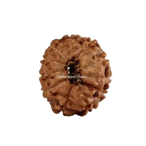 Natural 11 Face Java Rudraksha