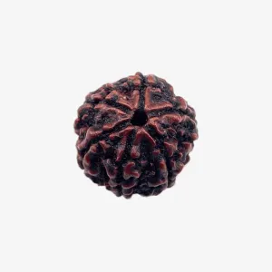 Nepal Origin 6 Mukhi Rudraksha